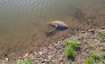 FOTO: Návštevu jazier vo Veľkom Šariši pokazil pohľad na mŕtve ryby
