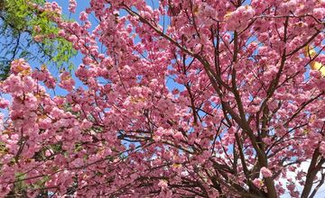 FOTO: Sakury v Prešove rozkvitli, no niektorým chýba farba spomienok