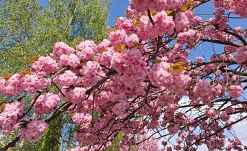 FOTO: Sakury v Prešove rozkvitli, no niektorým chýba farba spomienok