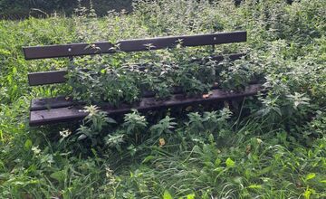 FOTO: Lavička v Prešove zarastená žihľavou? Vraj prírodná terapia na kĺby