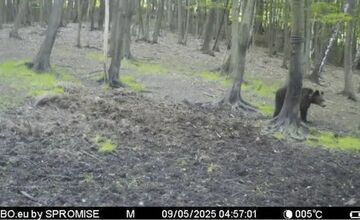 FOTO: Medvede sa túlajú v okolí Lascova a Šarišského Štiavnika