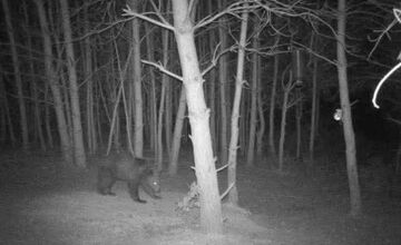 FOTO: Medvede sa túlajú v okolí Lascova a Šarišského Štiavnika