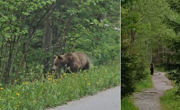 FOTO: Jar na Slovensku patrí medveďom. Turisti hlásia zábery ako zo ZOO