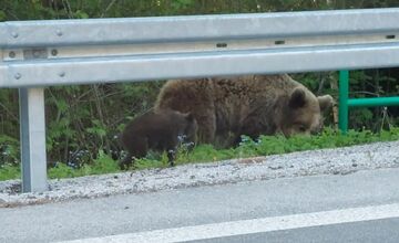 FOTO: Jar na Slovensku patrí medveďom. Turisti hlásia zábery ako zo ZOO