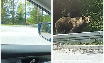FOTO: Jar na Slovensku patrí medveďom. Turisti hlásia zábery ako zo ZOO