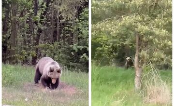 FOTO: Jar na Slovensku patrí medveďom. Turisti hlásia zábery ako zo ZOO