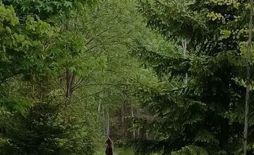 FOTO: Jar na Slovensku patrí medveďom. Turisti hlásia zábery ako zo ZOO