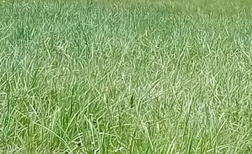 FOTO: V tatranskej turistickej oblasti upozorňujú na pohyb medvedice s mláďatami