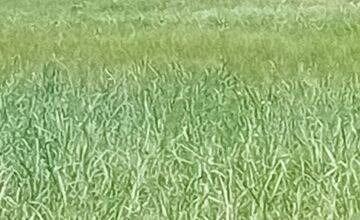 FOTO: V tatranskej turistickej oblasti upozorňujú na pohyb medvedice s mláďatami