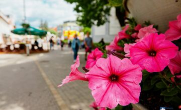 FOTO: Letničky v Poprade žiaria farbami. Námestia aj sídliska kvitnú