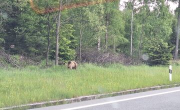 FOTO: Na chodníku pri hlavnej ceste v Tatrách sa pohybovala medvedica s mláďaťom