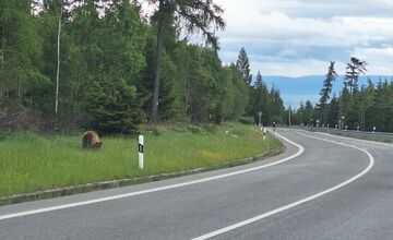 FOTO: Na chodníku pri hlavnej ceste v Tatrách sa pohybovala medvedica s mláďaťom