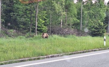 FOTO: Na chodníku pri hlavnej ceste v Tatrách sa pohybovala medvedica s mláďaťom