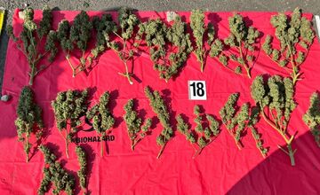 FOTO: Marihuanové laboratórium v Poprade, dvaja zadržaní, hrozí im 15 rokov