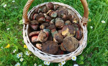 FOTO: Rastú už huby v Prešovskom kraji? Takto sa darí miestnym hubárom