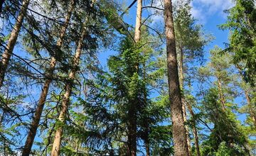  FOTO: Požiar starého lesa pod Kimberkom. Hasiči bojujú s ohňom aj vetrom