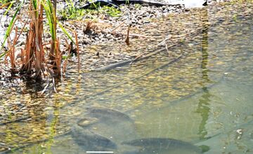 FOTO: Humenské jazierko zachraňovali cisterny