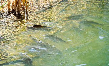 FOTO: Humenské jazierko zachraňovali cisterny