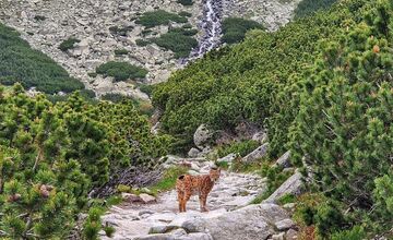 FOTO: Petra prišiel pred Sliezskym Domom pozdraviť nádherný rys