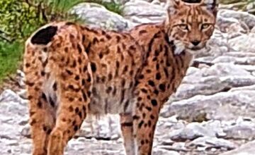 FOTO: Petra prišiel pred Sliezskym Domom pozdraviť nádherný rys