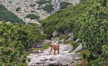 FOTO: Petra prišiel pred Sliezskym Domom pozdraviť nádherný rys