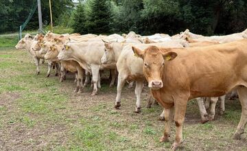 FOTO: Nezvyčajné pátranie v okrese Sabinov. Pátrací tím hľadal 150 kusov dobytka