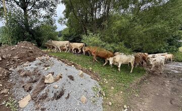 FOTO: Nezvyčajné pátranie v okrese Sabinov. Pátrací tím hľadal 150 kusov dobytka