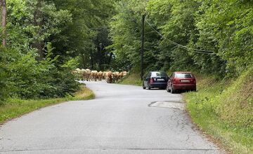 FOTO: Nezvyčajné pátranie v okrese Sabinov. Pátrací tím hľadal 150 kusov dobytka