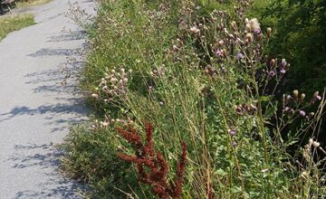 FOTO: Miestni kritizujú stav parku na Sekčove – odpadky a zarastené chodníky
