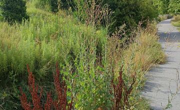 FOTO: Miestni kritizujú stav parku na Sekčove – odpadky a zarastené chodníky