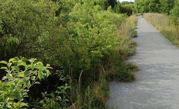 FOTO: Miestni kritizujú stav parku na Sekčove – odpadky a zarastené chodníky