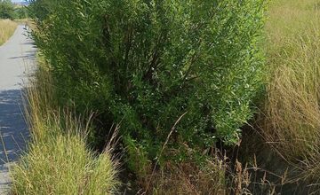 FOTO: Miestni kritizujú stav parku na Sekčove – odpadky a zarastené chodníky