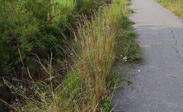 FOTO: Miestni kritizujú stav parku na Sekčove – odpadky a zarastené chodníky