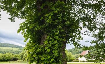 FOTO: Lipa z Krásneho Brodu v ankete Strom roka
