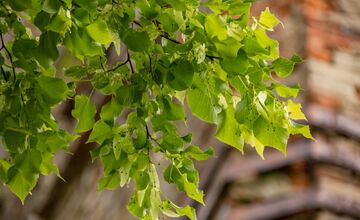 FOTO: Lipa z Krásneho Brodu v ankete Strom roka