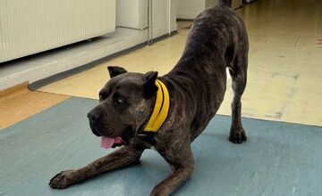 FOTO: Pacientom v kežmarskej nemocnici pomáha pri terapii pes Goro