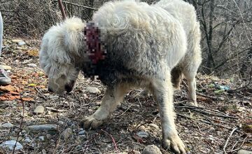 FOTO: Majiteľ pripevnil psovi okolo krku oceľovú reťaz, neskôr ho vyhodil z auta