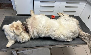 FOTO: Majiteľ pripevnil psovi okolo krku oceľovú reťaz, neskôr ho vyhodil z auta