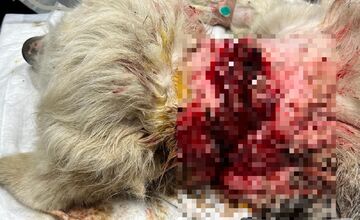 FOTO: Majiteľ pripevnil psovi okolo krku oceľovú reťaz, neskôr ho vyhodil z auta