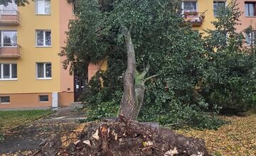 FOTO: V Bardejove vietor vyvrátil strom. Poškodil bytovku a chodník