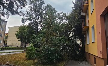 FOTO: V Bardejove vietor vyvrátil strom. Poškodil bytovku a chodník