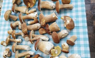 FOTO: Hubárom sa v Prešovskom kraji darí. Takéto úlovky si odnášajú z lesov