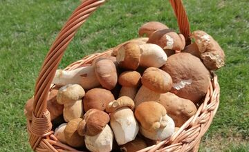 FOTO: Hubárom sa v Prešovskom kraji darí. Takéto úlovky si odnášajú z lesov