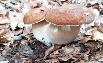 FOTO: Hubárom sa v Prešovskom kraji darí. Takéto úlovky si odnášajú z lesov