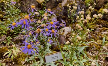 FOTO: Botanická záhrada uzavrela sezónu, návštevníci si odniesli aj rastliny