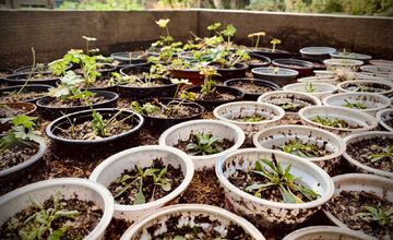 FOTO: Botanická záhrada uzavrela sezónu, návštevníci si odniesli aj rastliny