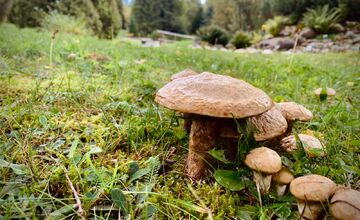 FOTO: Botanická záhrada uzavrela sezónu, návštevníci si odniesli aj rastliny
