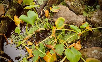 FOTO: Botanická záhrada uzavrela sezónu, návštevníci si odniesli aj rastliny
