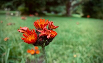 FOTO: Botanická záhrada uzavrela sezónu, návštevníci si odniesli aj rastliny