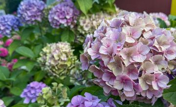 FOTO: Súťaž o najkrajšie predzáhradky Prešova má svojich víťazov